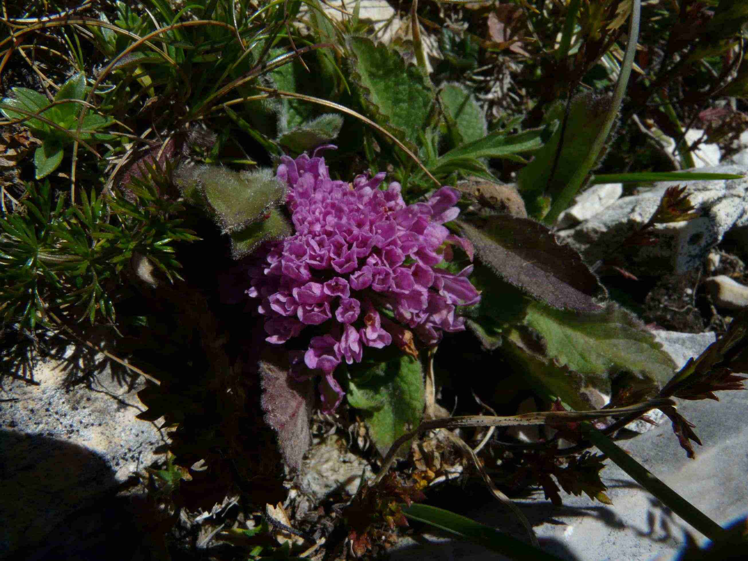 pianta del Gran sasso